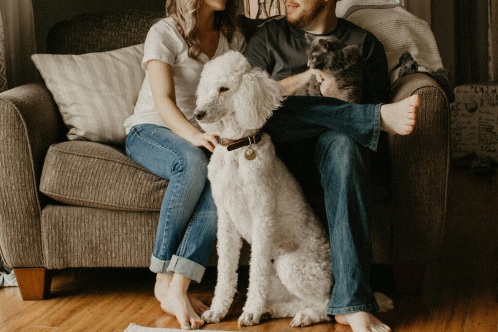 Electrical safety for pets